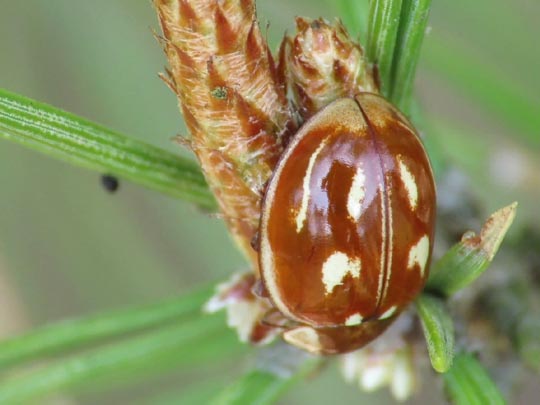 Myzia oblongoguttata, Längsfleckiger Marienkäfer