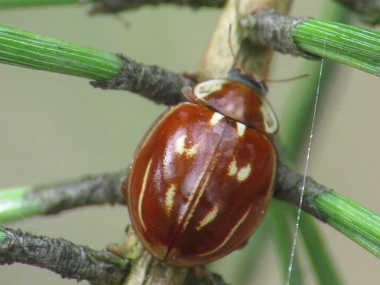 Myzia oblongoguttata, Längsfleckiger Marienkäfer