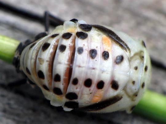 Myzia oblongoguttata, Längsfleckiger Marienkäfer