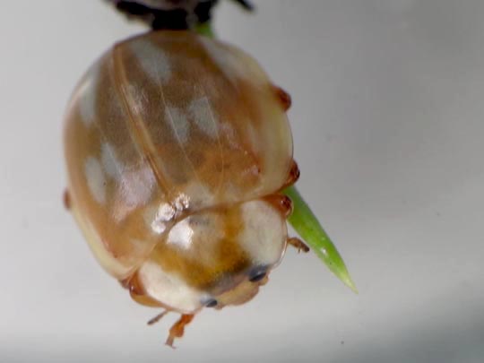 Myzia oblongoguttata, Längsfleckiger Marienkäfer