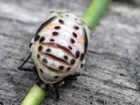 Myzia oblongoguttata, Längsfleckiger Marienkäfer