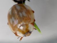Myzia oblongoguttata, Längsfleckiger Marienkäfer