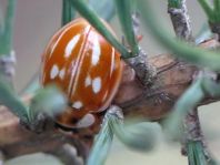 Myzia oblongoguttata, Längsfleckiger Marienkäfer