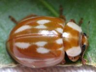 Myzia oblongoguttata, Längsfleckiger Marienkäfer