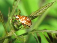 Myzia oblongoguttata, Längsfleckiger Marienkäfer