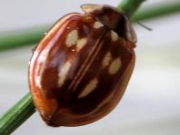 Myzia oblongoguttata, Längsfleckiger Marienkäfer