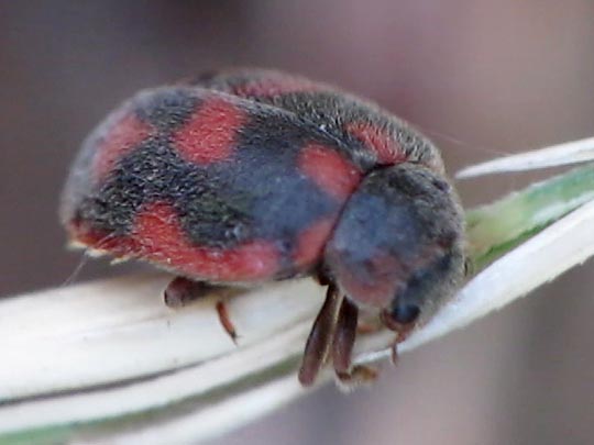 Novius cruentatus