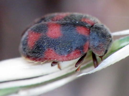 Novius cruentatus