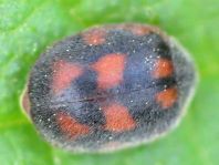 Novius cruentatus
