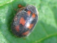 Novius cruentatus