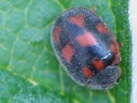 Novius cruentatus