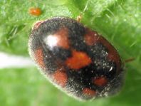Novius cruentatus