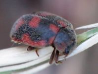 Novius cruentatus