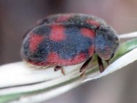 Novius cruentatus