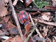 Novius cruentatus