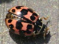 Oenopia conglobata, Kugeliger Marienkäfer