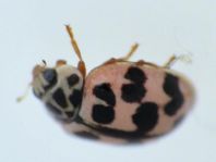 Oenopia conglobata, Kugeliger Marienkäfer