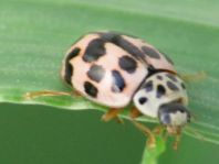 Oenopia conglobata, Kugeliger Marienkäfer