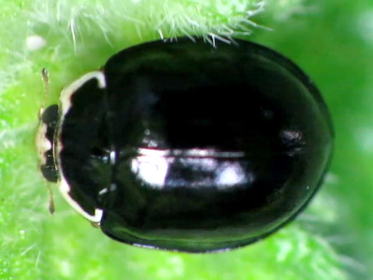 Oenopia impustulata
