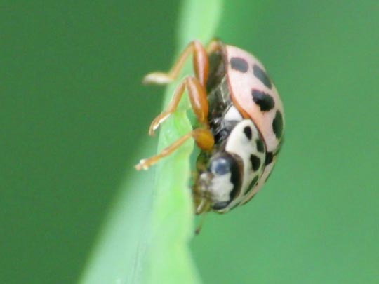 Oenopia conglobata, Kugeliger Marienkäfer
