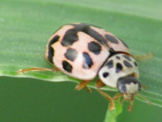 Oenopia conglobata, Kugeliger Marienkäfer