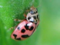 Oenopia conglobata, Kugeliger Marienkäfer