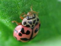 Oenopia conglobata, Kugeliger Marienkäfer