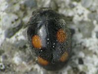 Platynaspis luteorubra, Rainfarn-Marienkäfer
