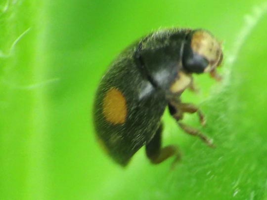 Platynaspis luteorubra, Rainfarn-Marienkäfer