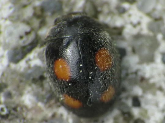 Platynaspis luteorubra, Rainfarn-Marienkäfer
