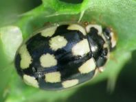 Vierzehnpunkt Marienkäfer, Propylea quatuordecimpunctata