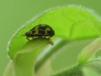 Vierzehnpunkt Marienkäfer, Propylea quatuordecimpunctata