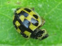 Vierzehnpunkt Marienkäfer, Propylea quatuordecimpunctata