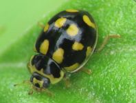 Vierzehnpunkt Marienkäfer, Propylea quatuordecimpunctata