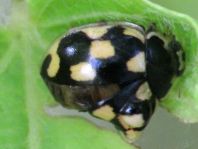 Vierzehnpunkt Marienkäfer, Propylea quatuordecimpunctata