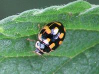 Vierzehnpunkt Marienkäfer, Propylea quatuordecimpunctata