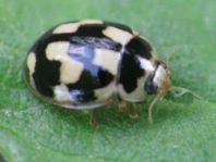 Vierzehnpunkt Marienkäfer, Propylea quatuordecimpunctata