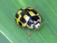Vierzehnpunkt Marienkäfer, Propylea quatuordecimpunctata
