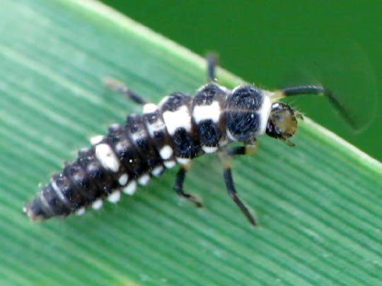 Vierzehnpunkt Marienkäfer, Propylea quatuordecimpunctata