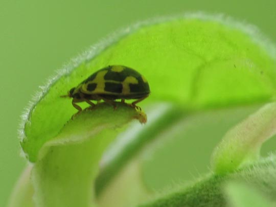 Vierzehnpunkt Marienkäfer, Propylea quatuordecimpunctata