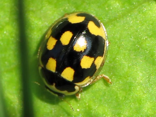 Vierzehnpunkt Marienkäfer, Propylea quatuordecimpunctata