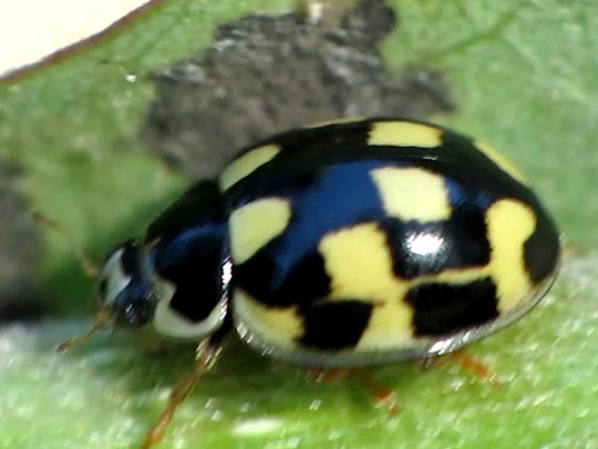 Vierzehnpunkt Marienkäfer, Propylea quatuordecimpunctata