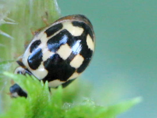 Vierzehnpunkt Marienkäfer, Propylea quatuordecimpunctata