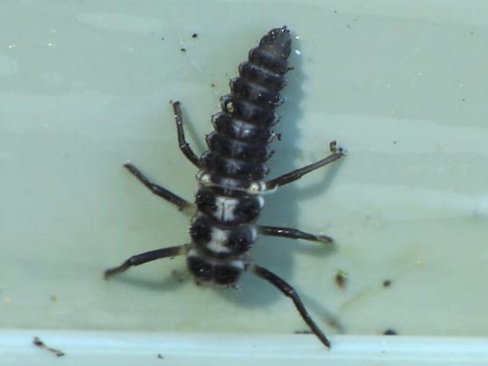 Vierzehnpunkt Marienkäfer, Propylea quatuordecimpunctata