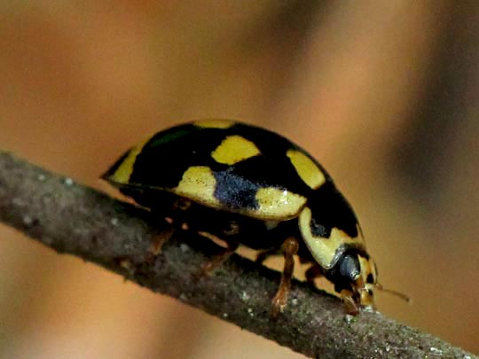 Vierzehnpunkt Marienkäfer, Propylea quatuordecimpunctata
