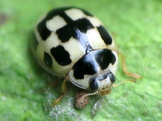 Vierzehnpunkt Marienkäfer, Propylea quatuordecimpunctata