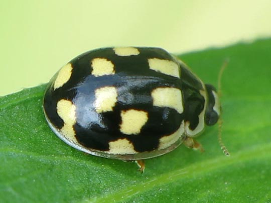 Vierzehnpunkt Marienkäfer, Propylea quatuordecimpunctata