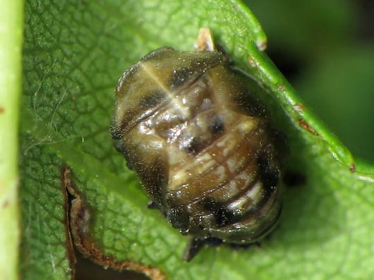 Vierzehnpunkt Marienkäfer, Propylea quatuordecimpunctata