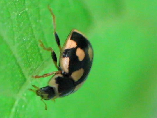 Vierzehnpunkt Marienkäfer, Propylea quatuordecimpunctata