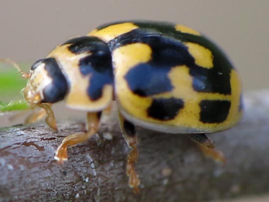 Vierzehnpunkt Marienkäfer, Propylea quatuordecimpunctata
